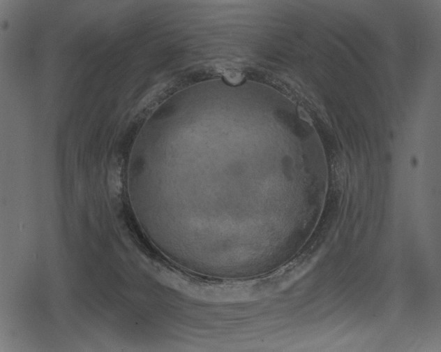 X0000078290032200611031243