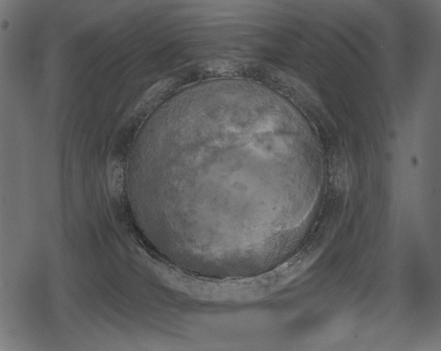 X0000078290036200611031243