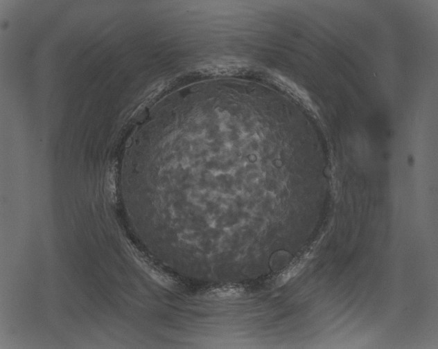 X0000078290065200611031242