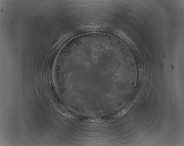 X0000078290165200611031240