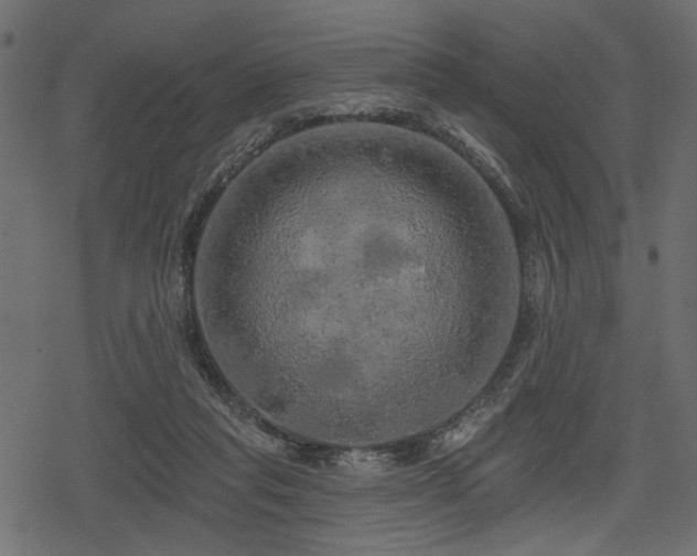 X0000078290261200611031239