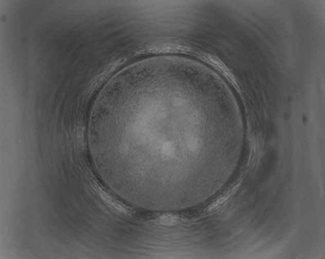 X0000078290441200611031235