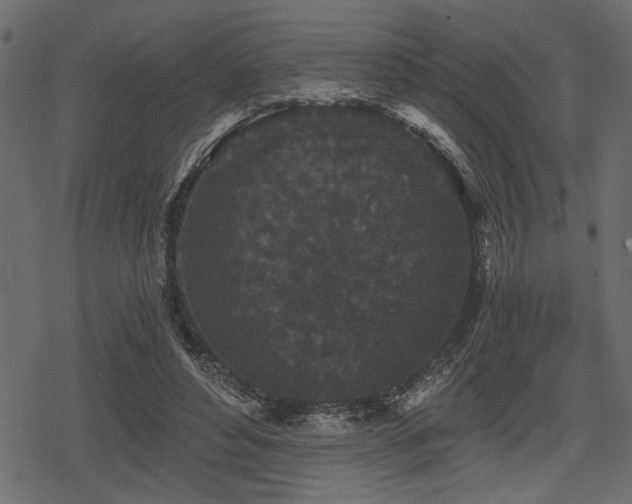 X0000078290496200611031235