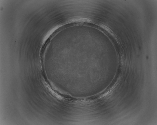 X0000078291022200611031226