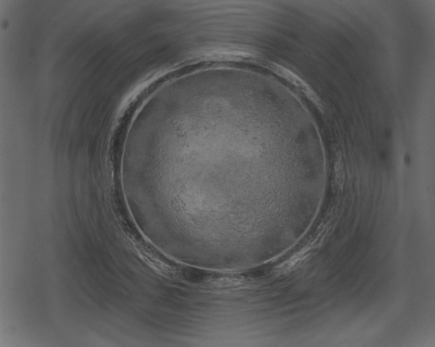 X0000078291027200611031226