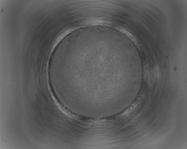 X0000078291039200611031226