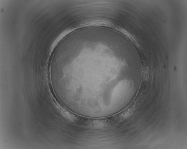 X0000078291086200611031225