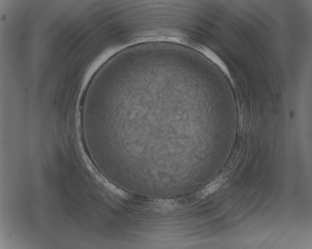 X0000078291096200611031225