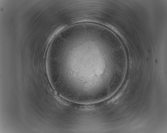 X0000078291145200611031225