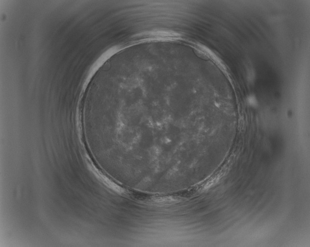 X0000078291243200611031223