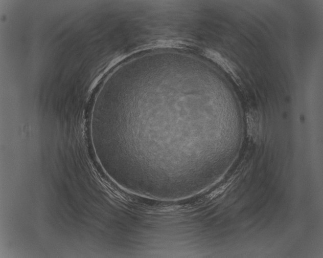 X0000078291260200611031223