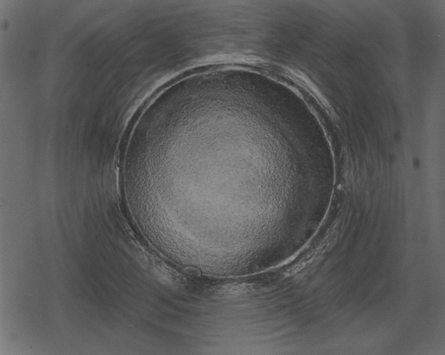 X0000078291268200611031222