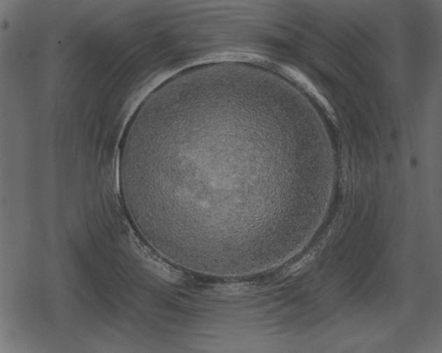 X0000078291276200611031222