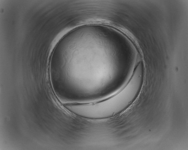 X0000078291296200611031222