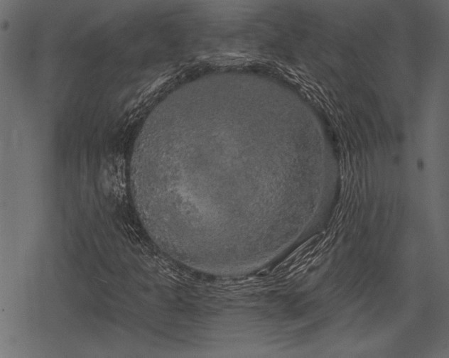 X0000078291301200611031221