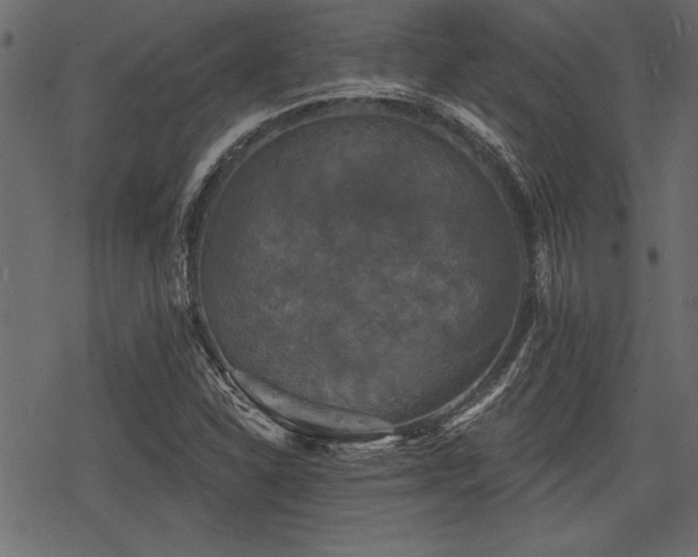 X0000078291310200611031221