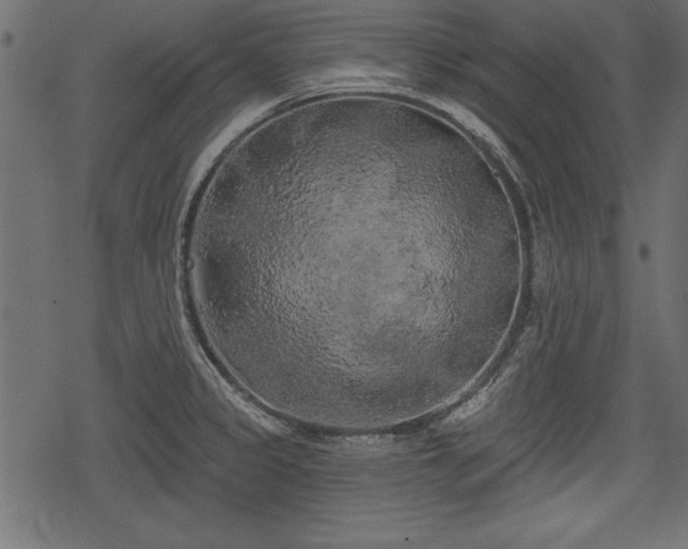 X0000078291333200611031222