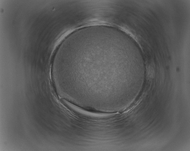 X0000078291415200611031220