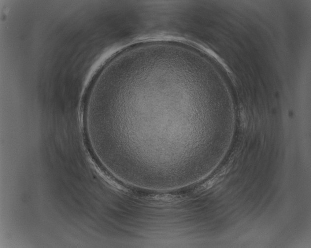 X0000078291416200611031220