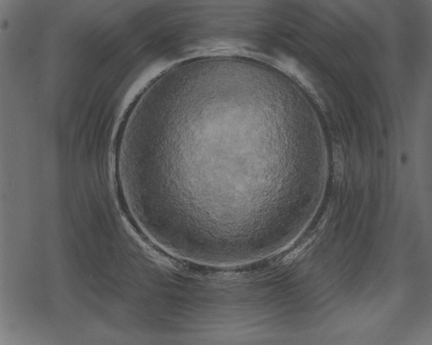 X0000078291424200611031220