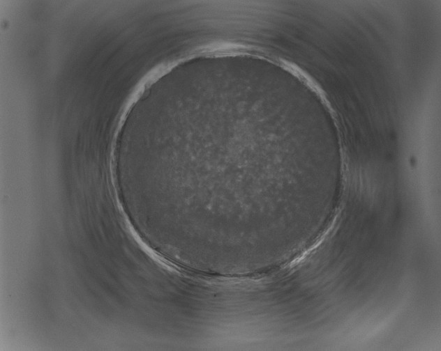 X0000078291429200611031220