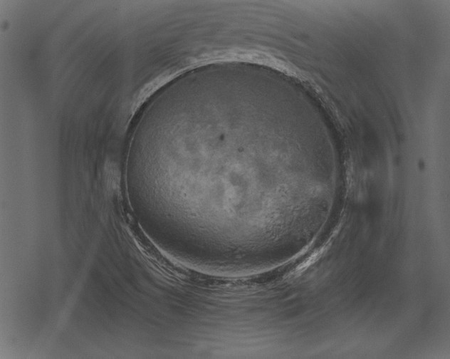 X0000078291505200611031218