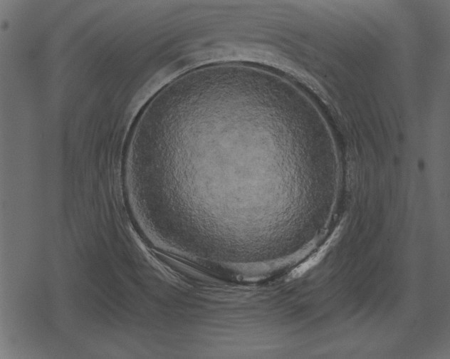 X0000078291513200611031219