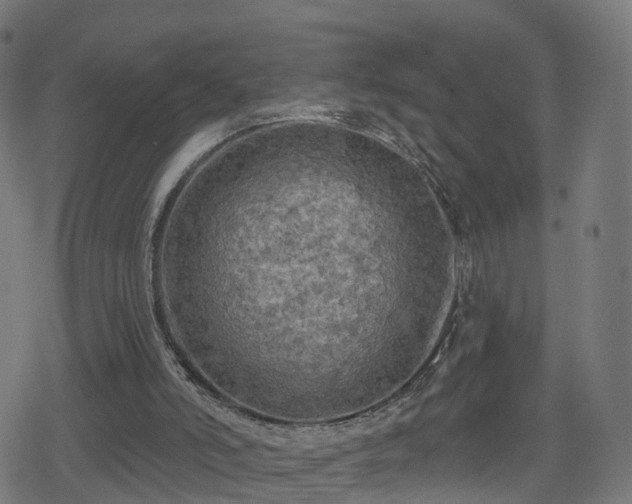 X0000078290006200611101120