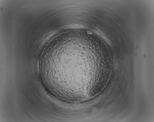 X0000078290014200611101120