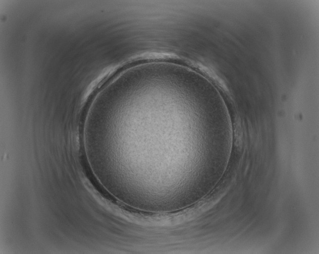 X0000078290015200611101120