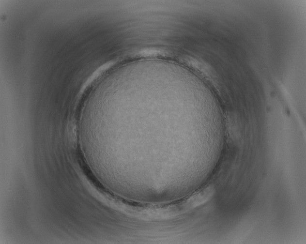 X0000078290016200611101120