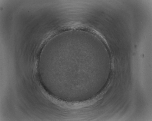 X0000078290018200611101120