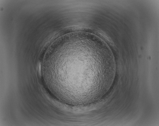 X0000078290022200611101120