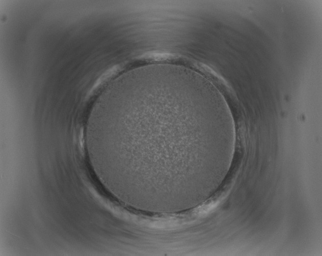 X0000078290024200611101120