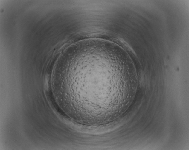 X0000078290026200611101120