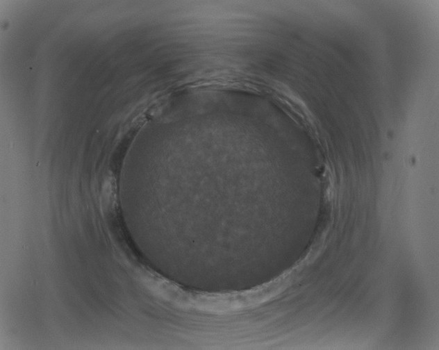 X0000078290029200611101119