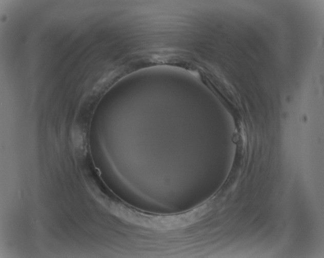 X0000078290031200611101119