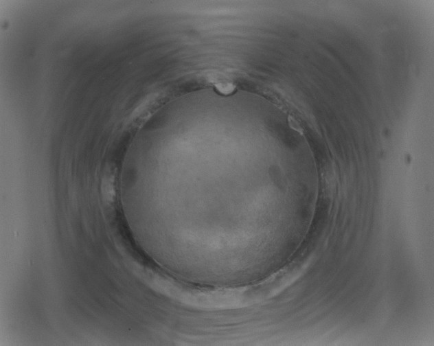 X0000078290032200611101119