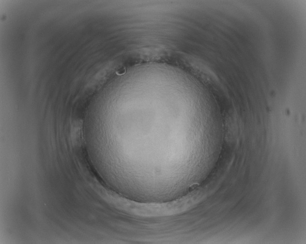 X0000078290034200611101119