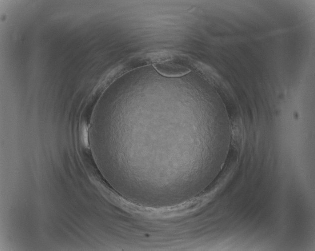 X0000078290046200611101119