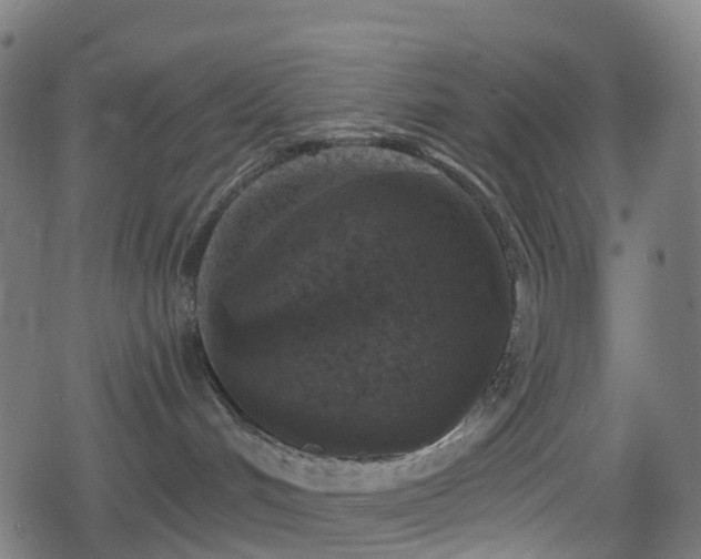 X0000078290048200611101119