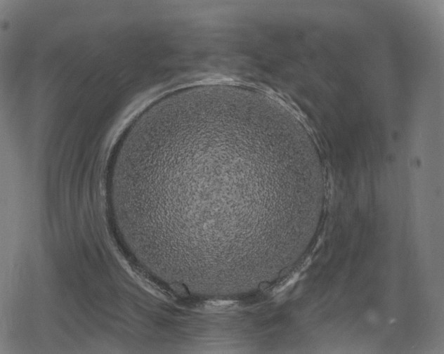 X0000078290055200611101118