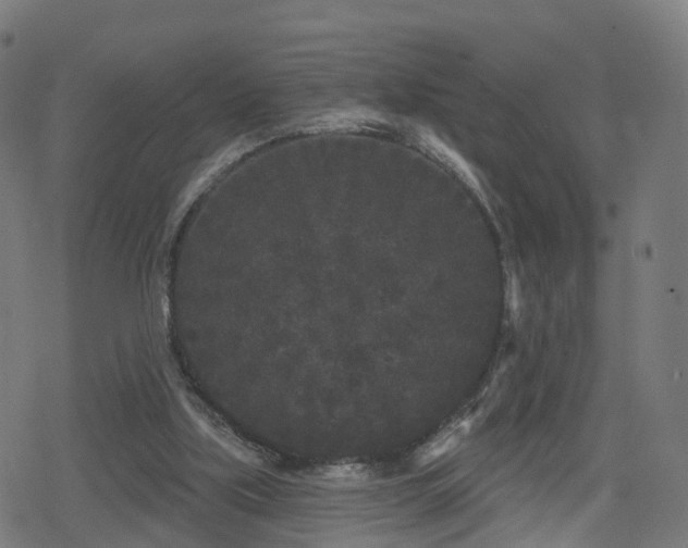 X0000078290059200611101119