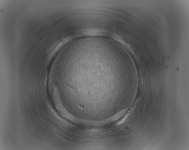 X0000078290062200611101119