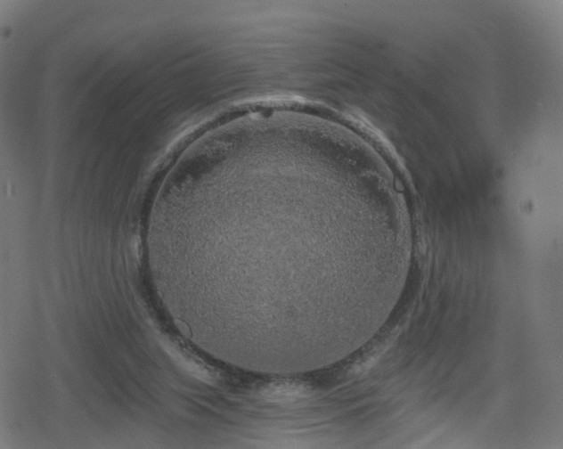 X0000078290063200611101119