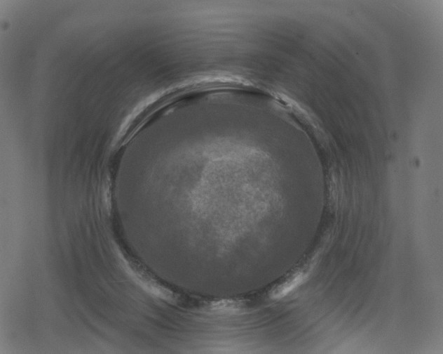 X0000078290064200611101119