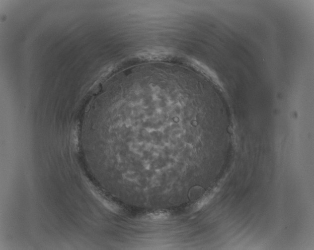 X0000078290065200611101119