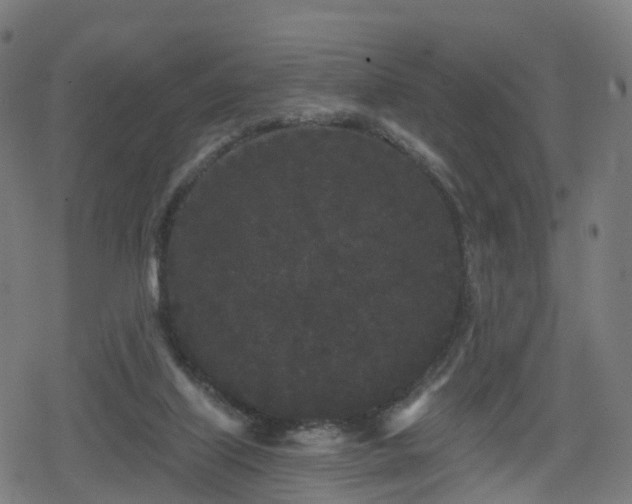 X0000078290067200611101119