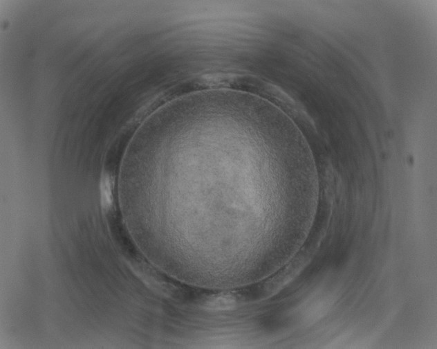 X0000078290075200611101119