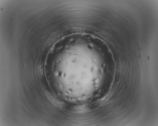 X0000078290086200611101119